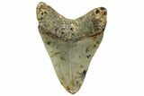 Serrated, Fossil Megalodon Tooth - North Carolina #294704-1